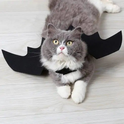 cat with bat wings