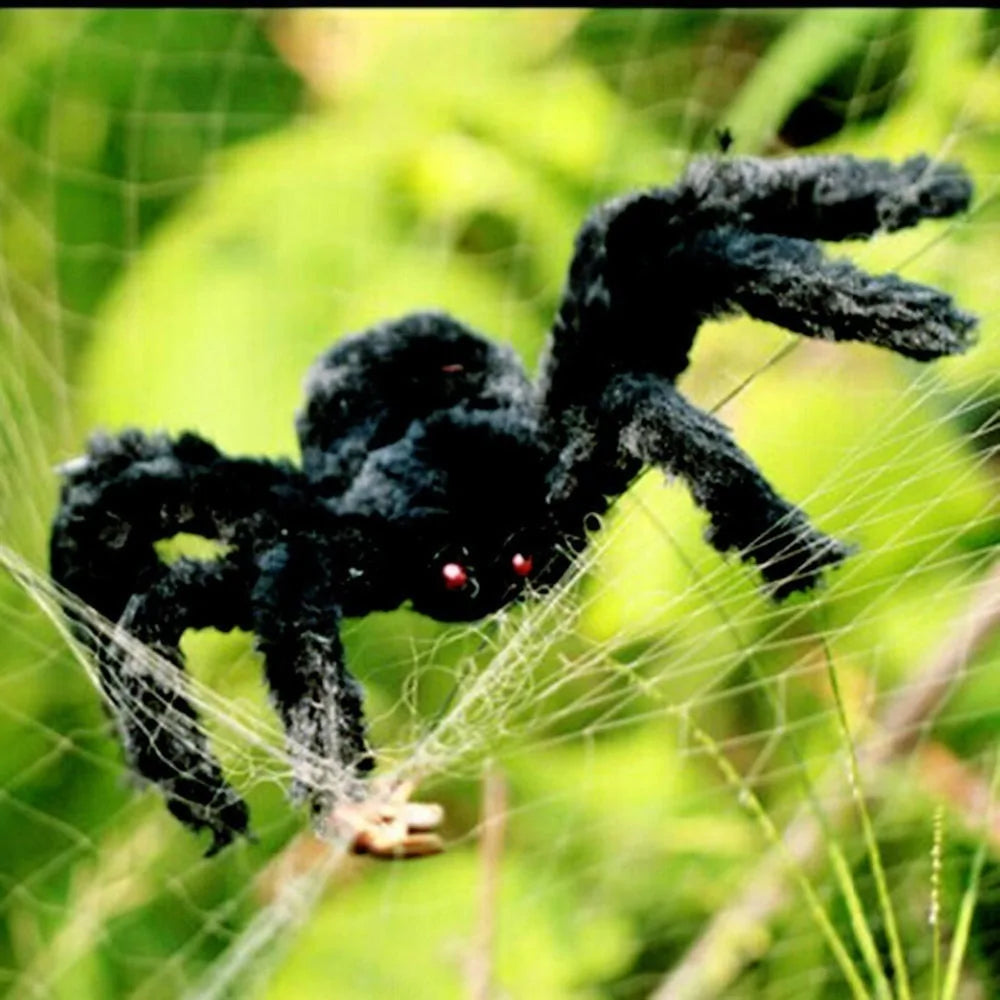 spider on a web