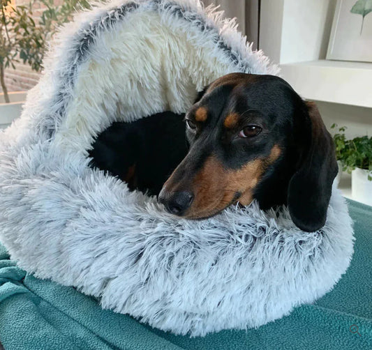 Dog in a blue bed